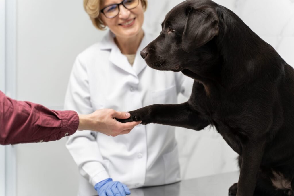 veterinaria
