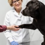 veterinaria